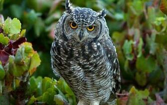 HD Wallpaper Baby Owls X Kb Jpeg
