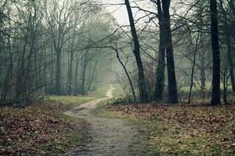 Fog Forest Road Trail Trees Autumn Wallpaper