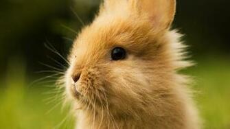 Cute Baby Bunny Photo