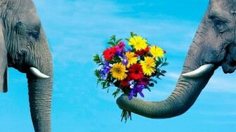 Funny Valentine Day Couples HD Wallpaper Of