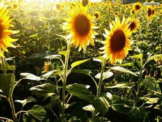 Youwall Sunflowers Wallpaper