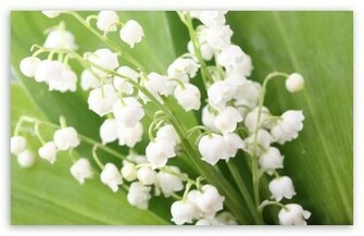 Lily Of The Valley HD Desktop Wallpaper High Definition Fullscreen