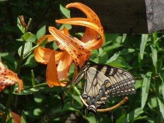 Tiger Lily By Spirit