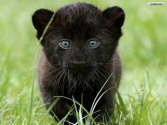 Little Black Panther Wallpaper