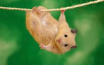 Cute Things HD Wallpaper Hq Desktop