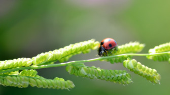 Insects Wallpaper