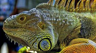 Amazing Iguana Img Need
