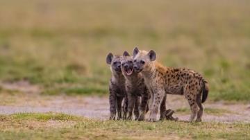 Group Of Young Hyenas 4k Ultra HD Wallpaper Background Image