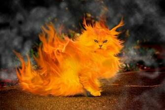Pantherkut Burning Cat Photo
