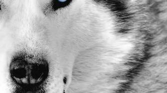 Dog Wallpaper Best Friend Cute Image Fidelity Pets