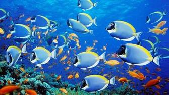Exotic Fish Wallpaper HD Jpg