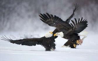 Eagle Wallpaper Background