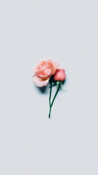 Flower Aesthetic Wallpaper
