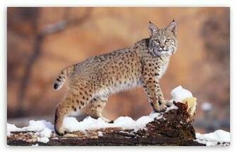 Bobcat HD Wallpaper For Standard Fullscreen Uxga Xga Svga