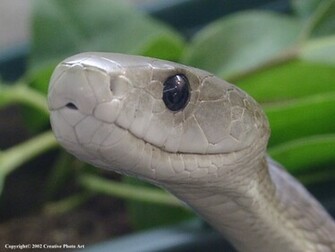 Black Mamba Snake Wallpaper All About World Tattoo