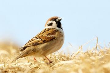 Sparrow Pictures Image