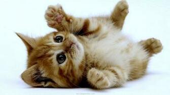 Cute Kitten Wallpaper HD Android Apps On Google Play Adorable