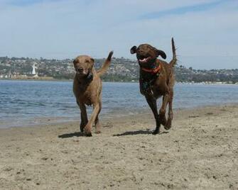 Chesapeake Bay Retriever Wallpaper Puppy Pictures Breed Info