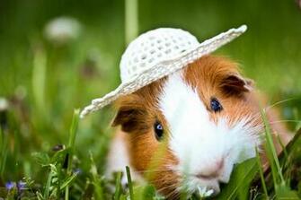 Guinea Pig Computer Wallpaper Desktop Background
