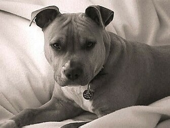 Pitbull Terrier Wallpaper