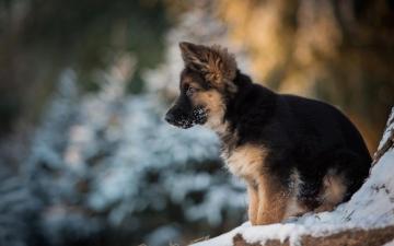 Cute Winter Puppy Wallpaper On
