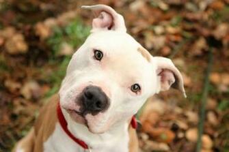 Pitbull Dog Pics Wallpaper Enjoy Ing Cute