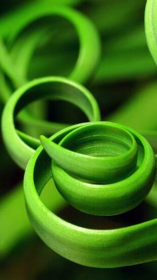 Curling Green Vines Wallpaper iPhone