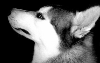 Husky Wallpaper Nature Original