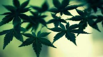 Cannabis Leaves HD Wallpaper