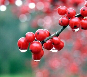 Android Mobile HD Wallpaper Desktop Widescreen
