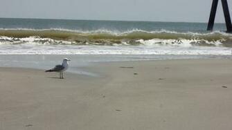 Tybee Island Image Crazy Gallery For
