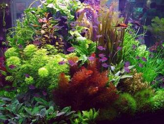 Acquario01 Jpg Byte