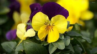 Pansies Wallpaper Flower