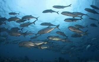 Fish In Water Wallpaper