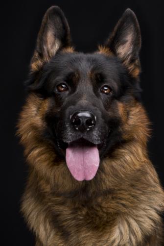 German Shepherd Dog Portrait In Front Of Black Background