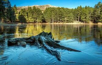 Wallpaper Forest Water Trees Lake France Snag Corsica Image