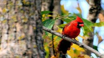 Cardinal Computer Wallpaper Desktop Background Id