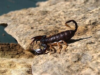 Scorpion Wallpaper Is Made To Show How Effective Certain