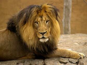 Lions Tiger Animal Wallpaper For Desktop Background