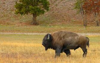 Bison Wallpaper Animal