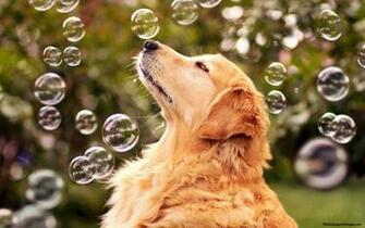 Pics Photos Dogs Desktop Wallpaper And