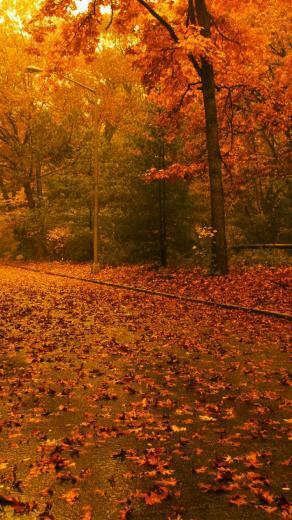 Fall iPhone Wallpaper