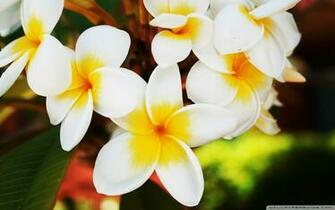 Tropical Flowers Wallpaper