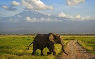 Animal Elephant Wallpaper