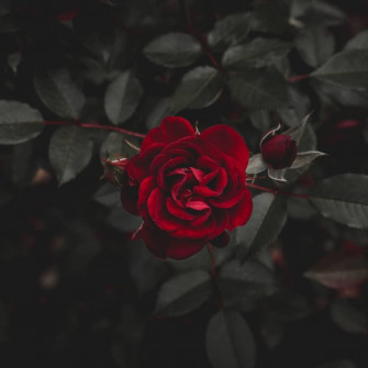 Wallpaper Bunga Apk Untuk Unduhan Android