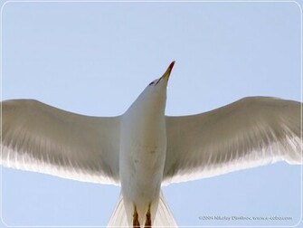 Seagull Wallpaper The Animal Kingdom