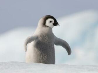 Baby Penguin Antarctica 4k HD Desktop Wallpaper For Ultra