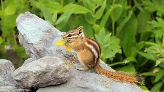 Chipmunk HD Desktop Wallpaper 7wallpaper Net