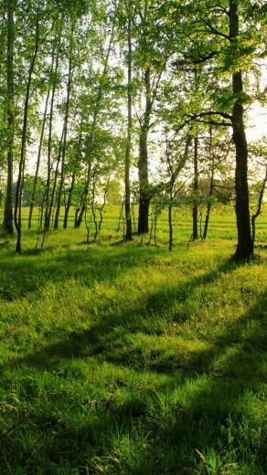 Tree In Field iPhone Wallpaper HD