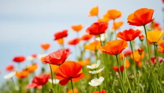 Poppy Flower Wallpaper